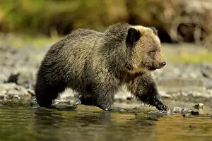 Animal Babies Prints: Grizzly bear (Ursus arctos)- Cubs on shore of a salmon river