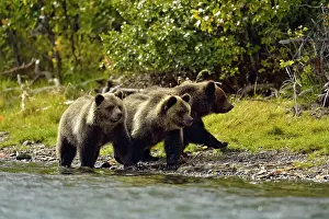Family Families Prints: Grizzly bear (Ursus arctos)- Cubs on shore of a salmon river
