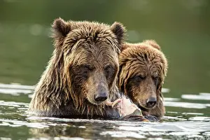Animal Babies Prints: Grizzly bear (Ursus arctos)- Eating sockeye salmon in the Chilko River