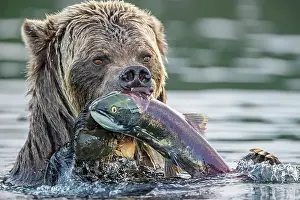 Wading Prints: Grizzly bear (Ursus arctos)- Eating sockeye salmon in the Chilko River