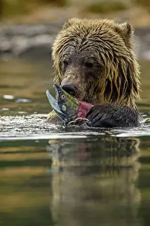 Fresh Water Prints: Grizzly bear (Ursus arctos)- Eating sockeye salmon in the Chilko River