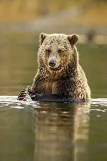 Wading Prints: Grizzly bear (Ursus arctos)- Eating sockeye salmon in the Chilko River