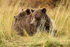 Sows Prints: Grizzly bear (Ursus arctos)- Family hunting for spawning sockeye salmon along shore of the Chilko River
