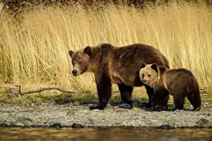 Family Families Prints: Grizzly bear (Ursus arctos)- Family hunting for spawning sockeye salmon along shore of the Chilko River