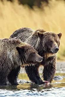 Females Prints: Grizzly bear (Ursus arctos)- Family hunting for spawning sockeye salmon along shore of the Chilko River
