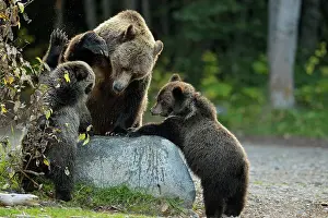 Animal Babies Prints: Grizzly bear (Ursus arctos)- Family interacting along the shore of a salmon river during the autumn spawning season