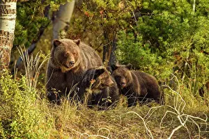 Animal Babies Prints: Grizzly bear (Ursus arctos)- Family of mother and cubs resting in the woods above the Chilko River
