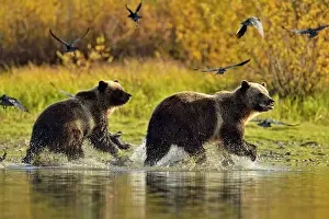 Family Families Prints: Grizzly bear (Ursus arctos)- Feeding on fish during the autumn sockeye salmon spawning season