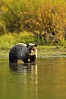 Family Families Prints: Grizzly bear (Ursus arctos)- Feeding on fish during the autumn sockeye salmon spawning season