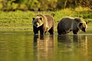 Family Families Prints: Grizzly bear (Ursus arctos)- Feeding on fish during the autumn sockeye salmon spawning season