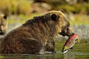 Family Families Prints: Grizzly bear (Ursus arctos)- Feeding on fish during the autumn sockeye salmon spawning season