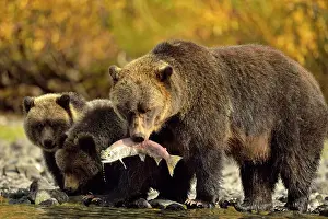 Family Families Prints: Grizzly bear (Ursus arctos)- Feeding on fish during the autumn sockeye salmon spawning season