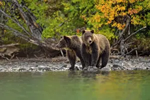 Family Families Prints: Grizzly bear (Ursus arctos)- Feeding on fish during the autumn sockeye salmon spawning season