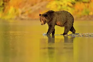 Fresh Water Prints: Grizzly bear (Ursus arctos)- Feeding on a sockeye salmon run