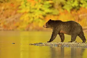 Grizzly bear (Ursus arctos)- Feeding on a sockeye salmon run, Chilcotin Wilderness, BC Interior, Canada