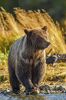 Family Families Prints: Grizzly bear (Ursus arctos)- Feeding on a sockeye salmon run