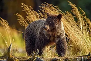 Grizzly bear (Ursus arctos)- Feeding on a sockeye salmon run, Chilcotin Wilderness, BC Interior, Canada