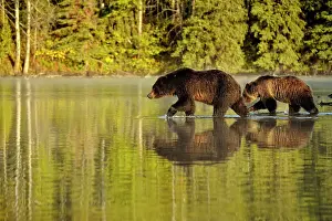 Cubs Prints: Grizzly bear (Ursus arctos)- Feeding on a sockeye salmon run