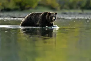 Cubs Prints: Grizzly bear (Ursus arctos)- Feeding on a sockeye salmon run