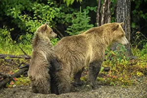Observant Prints: Grizzly bear (Ursus arctos)- Female and cub alert to the presence of a rival family along shore of the Chilko River