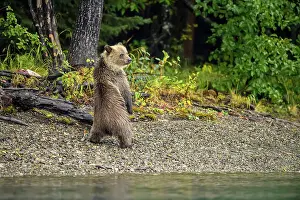 Observant Prints: Grizzly bear (Ursus arctos)- Female and cub alert to the presence of a rival family along shore of the Chilko River