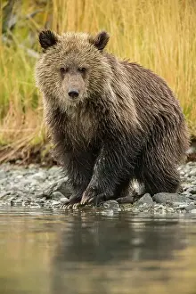 Observant Prints: Grizzly bear (Ursus arctos)- First-year cub eating spawning sockeye salmon caught in the Chilko River
