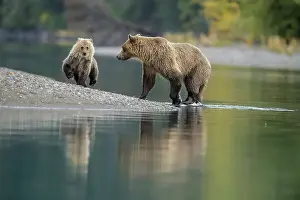Observant Prints: Grizzly bear (Ursus arctos)- First-year cub interacting with mother on shore of the Chilko River