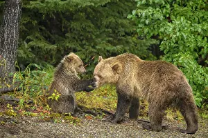 Family Prints: Grizzly bear (Ursus arctos)- First-year cub interacting playfully with mother on shore of the Chilko River