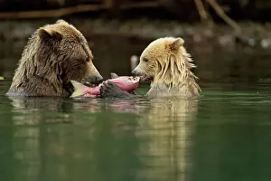 Colour Morphs Prints: Grizzly bear (Ursus arctos)- first-year white cub and brown mother feeding on salmon on Chilko River