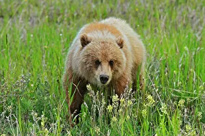 Yukon Collection: Grizzly bear (Ursus arctos horribilis) along the Alaska Highway Alaska Highway east of Haines