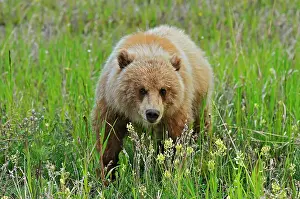 Yukon Prints: Grizzly bear (Ursus arctos horribilis) along the Alaska Highway Alaska Highway east of Haines Junction