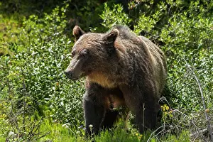 Ursidae Prints: Grizzly bear (Ursus arctos horribilis) Kananaskis Country, Alberta, Canada