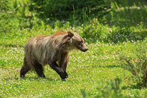 Ursidae Prints: Grizzly bear (Ursus arctos horribilis) Kananaskis Country, Alberta, Canada