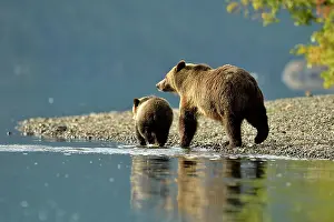Family Families Prints: Grizzly bear (Ursus arctos)- Hunting for fish during the autumn sockeye salmon spawning season
