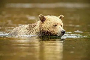 Colour Morphs Prints: Grizzly bear (Ursus arctos)- Hunting for sockeye salmon in the Chilko River