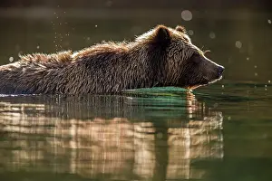 Wading Prints: Grizzly bear (Ursus arctos)- Hunting for sockeye salmon in the Chilko River
