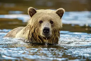Colour Morphs Prints: Grizzly bear (Ursus arctos)- Hunting for sockeye salmon in the Chilko River