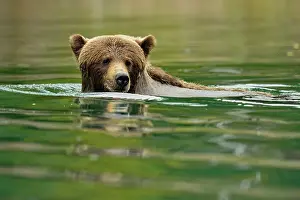 Danger Prints: Grizzly bear (Ursus arctos)- Hunting sockeye salmon in a salmon river