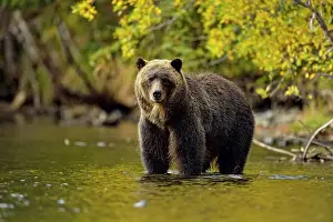 Danger Prints: Grizzly bear (Ursus arctos)- Hunting sockeye salmon in a salmon river