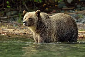Danger Prints: Grizzly bear (Ursus arctos)- Hunting sockeye salmon in a salmon river