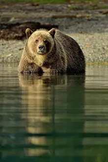 Danger Prints: Grizzly bear (Ursus arctos)- Hunting sockeye salmon in a salmon river