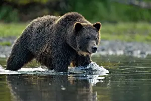 Danger Prints: Grizzly bear (Ursus arctos)- Hunting sockeye salmon in a salmon river