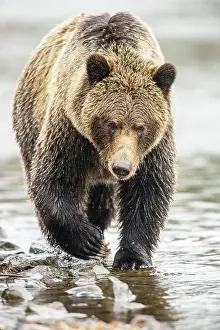 Bears Prints: Grizzly bear (Ursus arctos)- Hunting sockeye salmon along the shore of the Chilko River