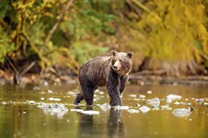 Wading Prints: Grizzly bear (Ursus arctos)- Hunting sockeye salmon along the shore of the Chilko River