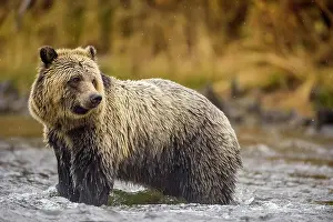 Wading Prints: Grizzly bear (Ursus arctos)- Hunting sockeye salmon along the shore of the Chilko River