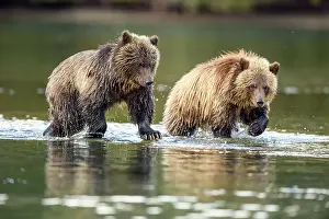Animal Babies Prints: Grizzly bear (Ursus arctos)- Hunting sockeye salmon along the shore of the Chilko River