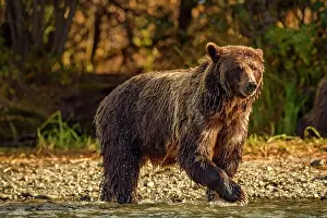 Family Families Prints: Grizzly bear (Ursus arctos)- Hunting sockeye salmon along the shore of the Chilko River