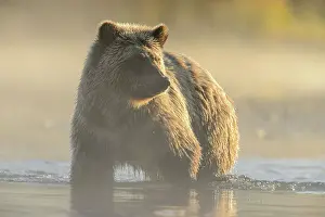 Females Prints: Grizzly bear (Ursus arctos)- Hunting sockeye salmon along the shore of the Chilko River