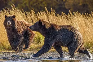 Family Families Prints: Grizzly bear (Ursus arctos)- Hunting sockeye salmon along the shore of the Chilko River