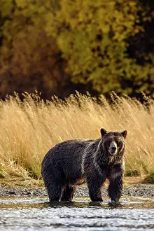 Wading Prints: Grizzly bear (Ursus arctos)- Hunting sockeye salmon along the shore of the Chilko River